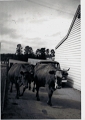 062 Cows at Malmsbury